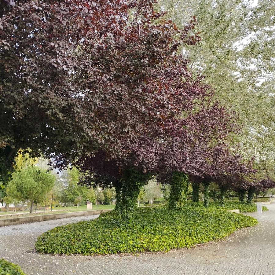 Casa Flor De Mel Lägenhet Sertã Exteriör bild